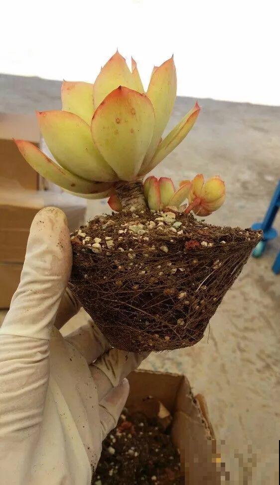 换完盆的多肉越长越小，咋回事？果然错一步毁所有！