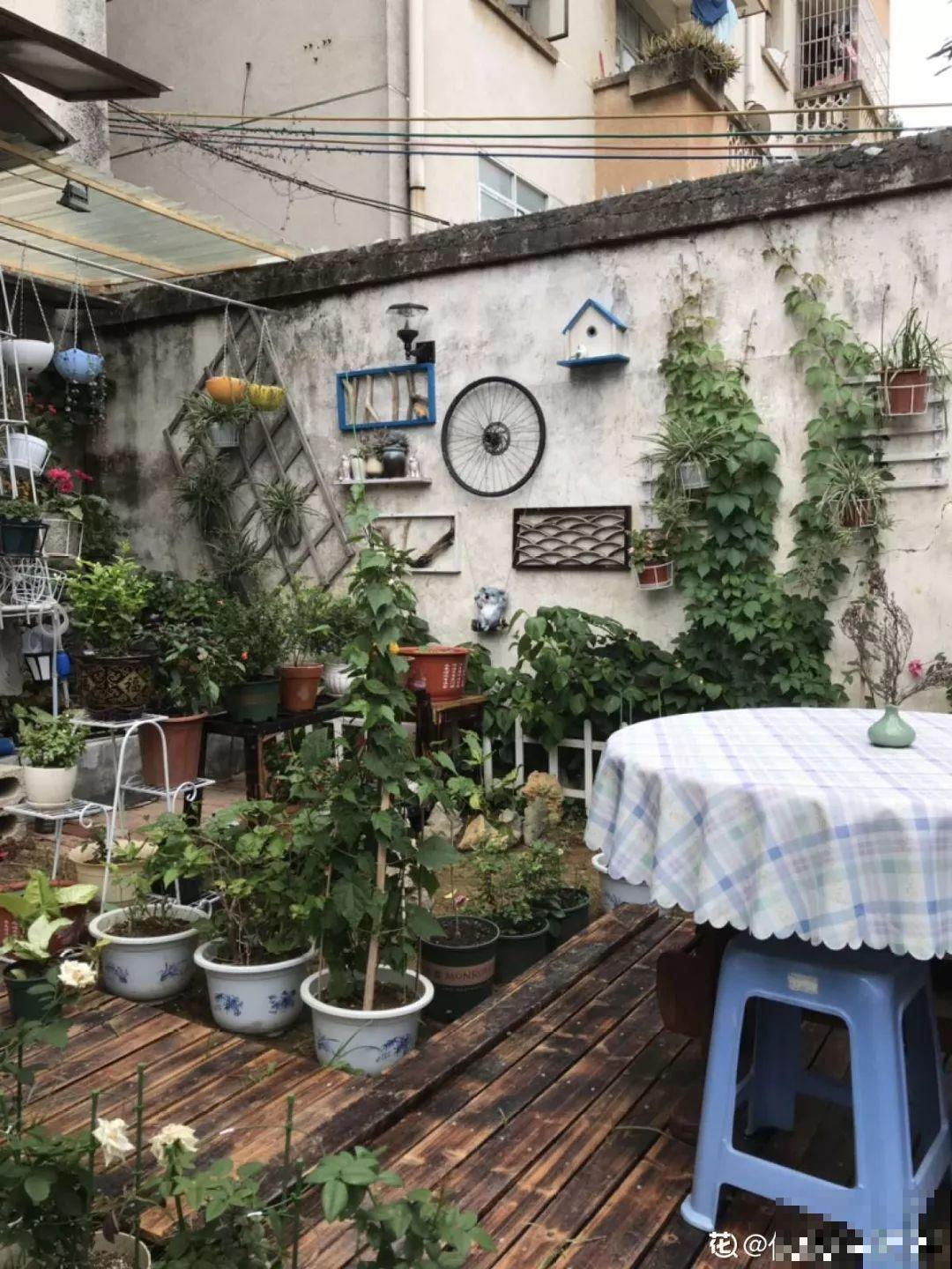 有个小院,养花喂猫,日子越过越充实! 有个小院,养花喂猫,日子越过越充实!