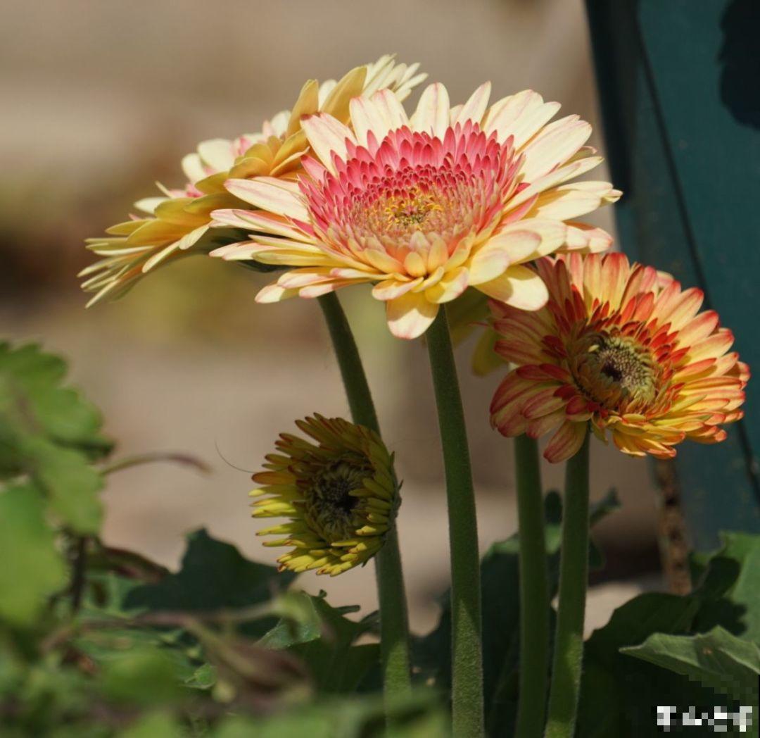 5种花别喷水，一喷叶子就发黄，小心3天掉成光杆！
