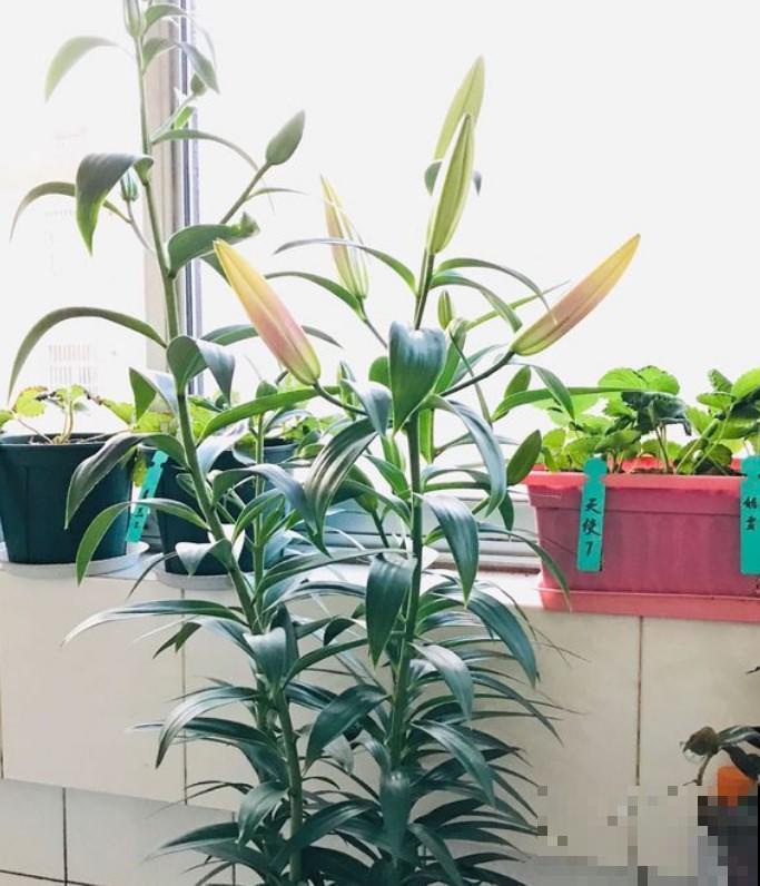 盆栽百合花，放阳台，清新淡雅，香气满满！
