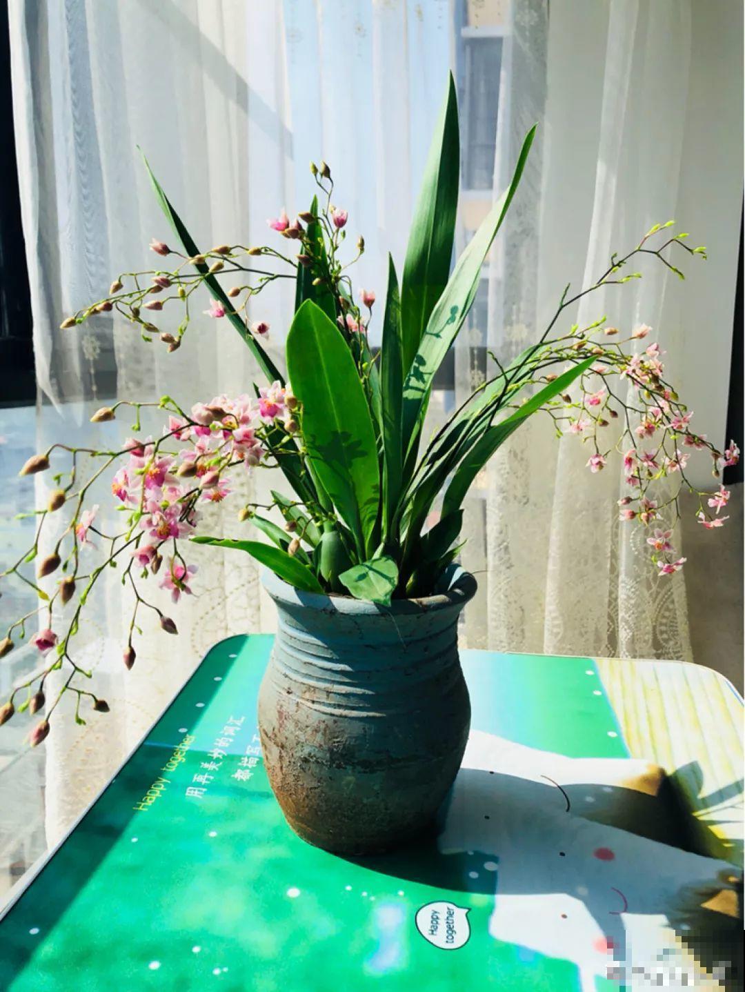 4种花不能用土养，一浇水就烂根，后悔都来不及！