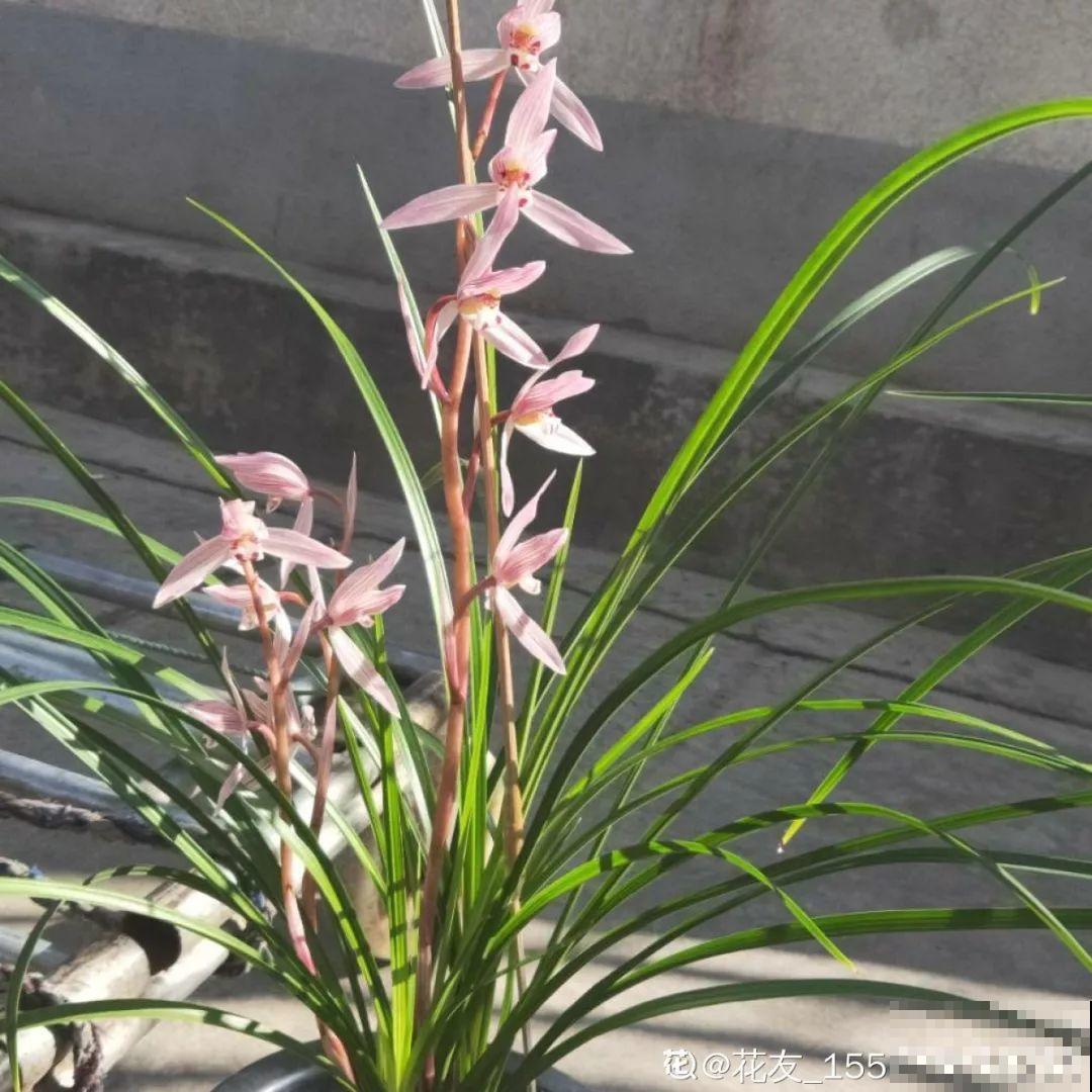 兰花最全养护要点，一年四季绿油油，开花还能香满屋！