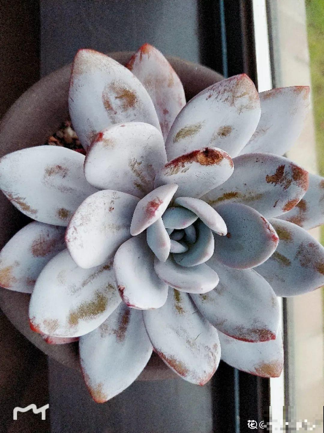 这花是个老酒鬼，灌点酒喷一喷，虫子死翘翘，叶子蹭蹭长！