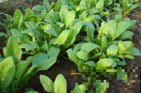 养护越冬蔬菜用这仨妙招，明年开春立马就能吃，柔嫩健康又省钱