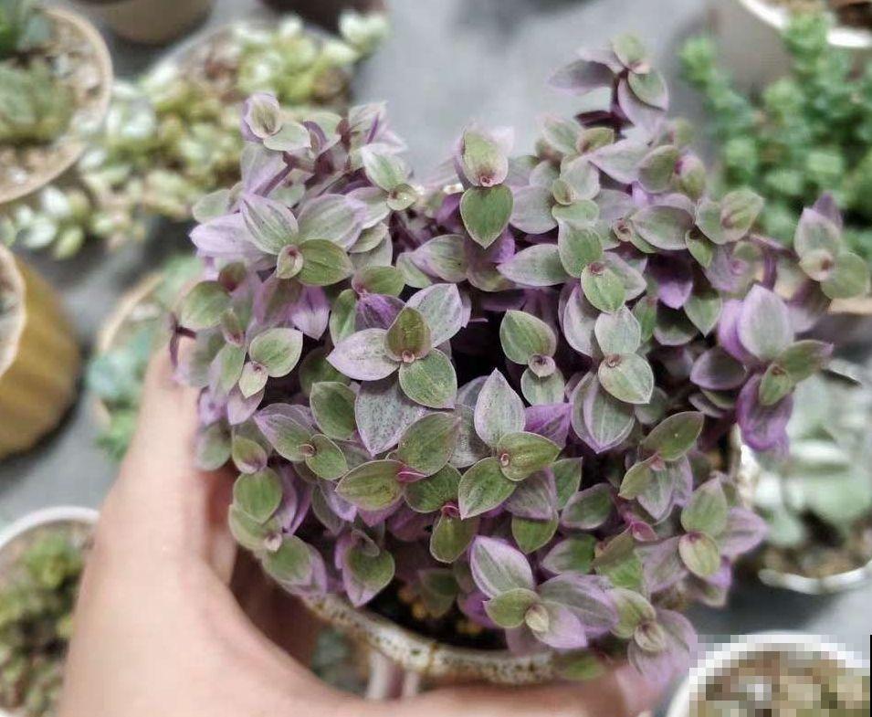 比绿萝好看的花，掐个枝3天就生根，越养越上瘾！