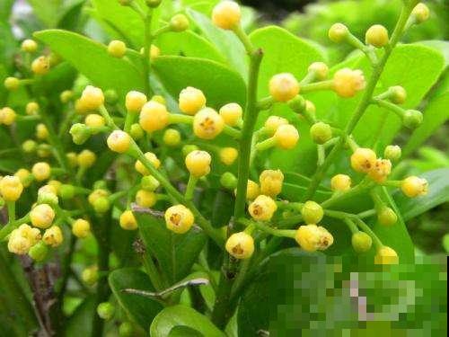 这花像兰花，秋冬这样养护不会落叶，记好了！