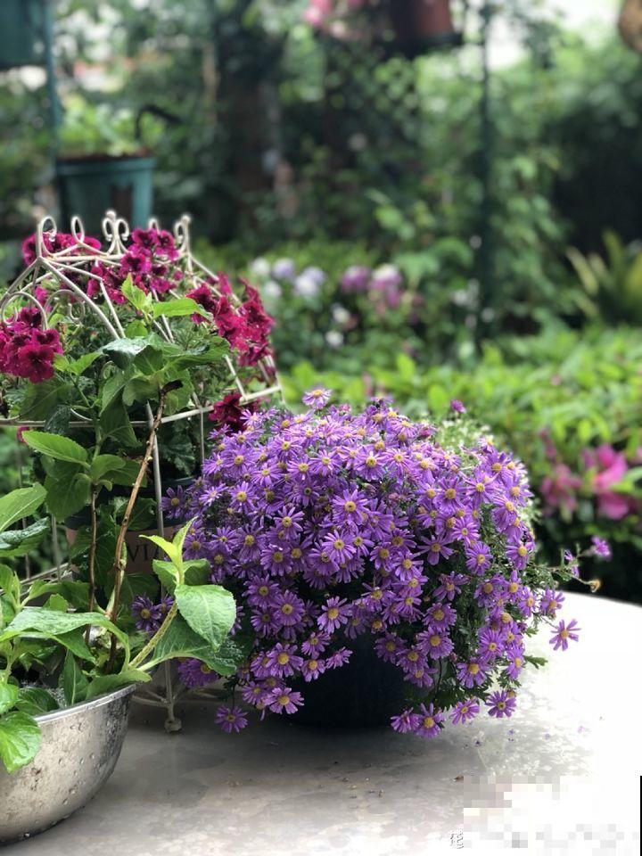 不同季节种不一样的花，这样的院子，才是我心中的世外桃源！