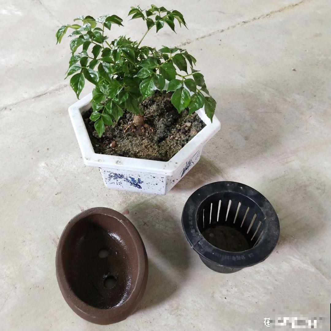 张大爷把花拽一拽，1个月长出人参根，邻居给钱都不卖！