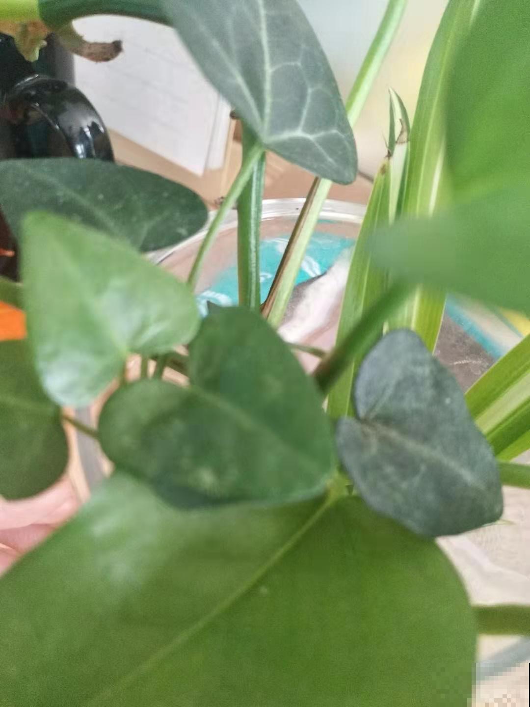 分享养绿萝小经验，回家也这么干，绿萝两周就发芽！