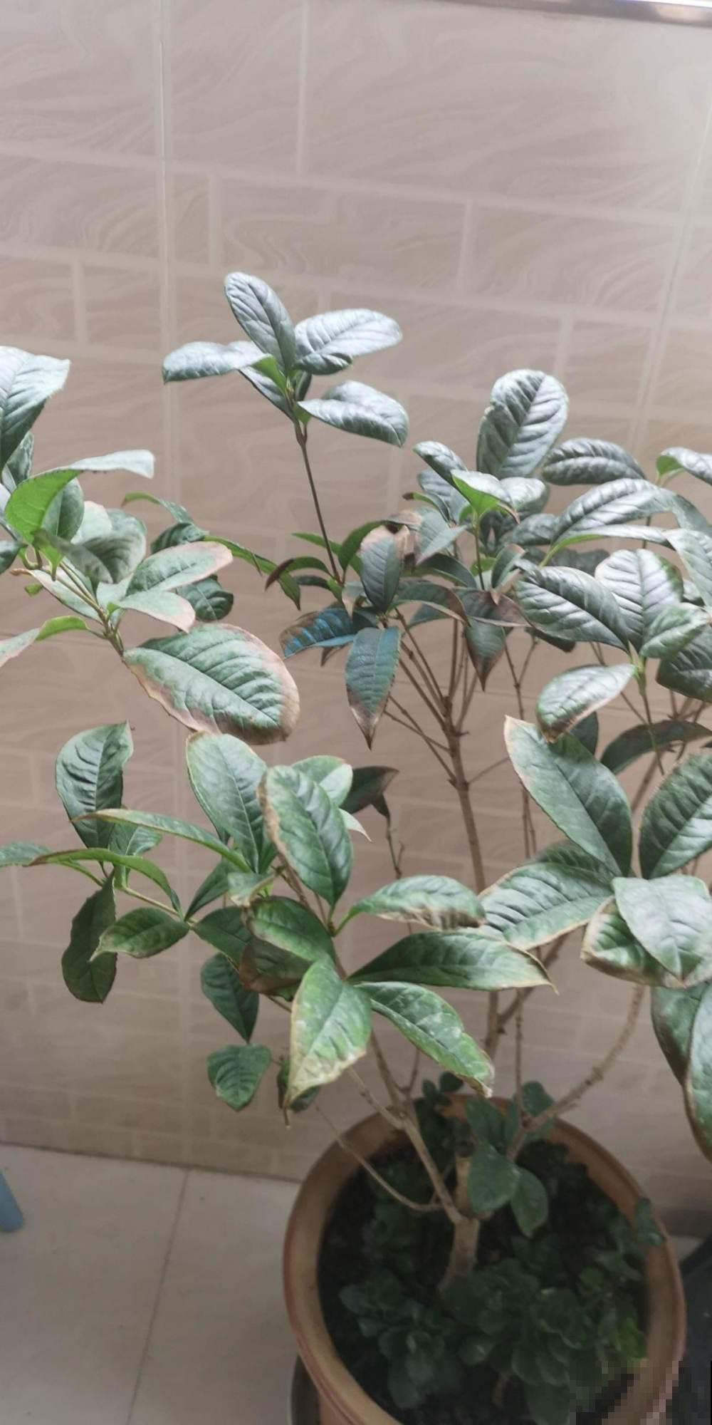 这么养桂花，想不香都难，还可以用来酿蜜