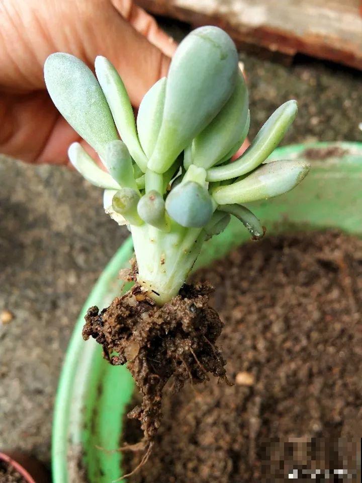 这么贵的花，扔路上随便捡，后悔没带个大麻袋！