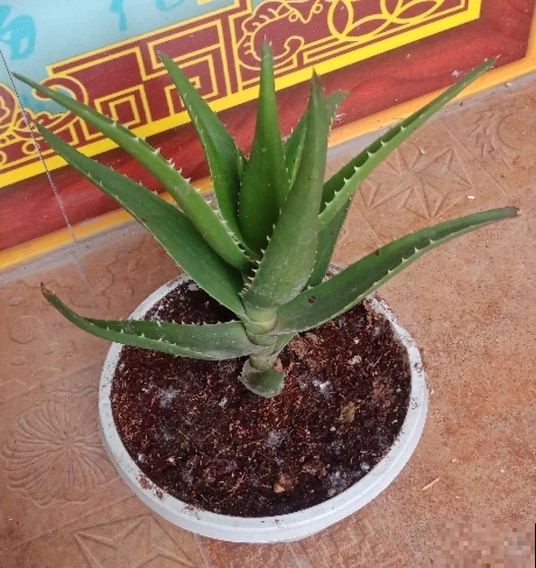 垃圾桶里捡到这3种花，剪一剪叶子就活，再也不用买花了！