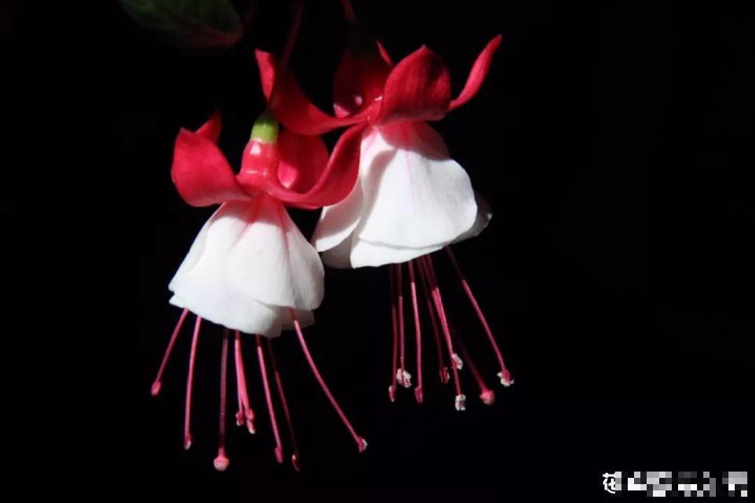 这9种花，养一盆一年四季有的看，不知道的还以为是塑料花！