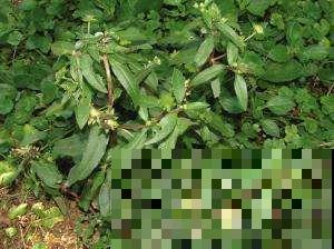 这种野草本领大，白发洗了能变黑，很多老人去山上抢着挖！