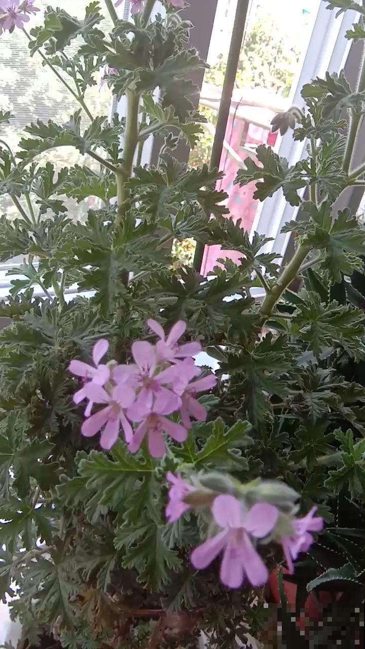 听小区里老人说，秋天这样驱蚊，蚊子吓得不敢靠近