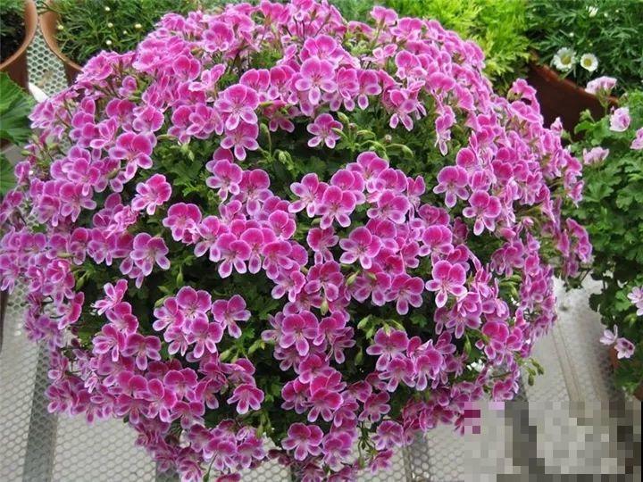 防盗窗养5盆花，开花多花期长，这小花园谁看了都羡慕！