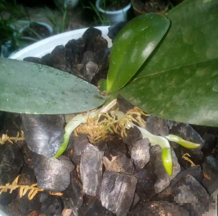 4种花不能用土养，一浇水就烂根，后悔都来不及！