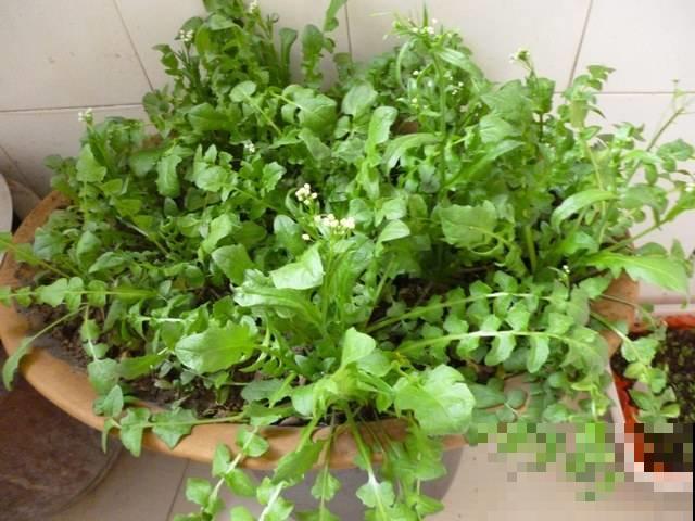 想吃到明年第一波鲜荠菜，现在赶紧把种子撒盆里，再晚就来不及了