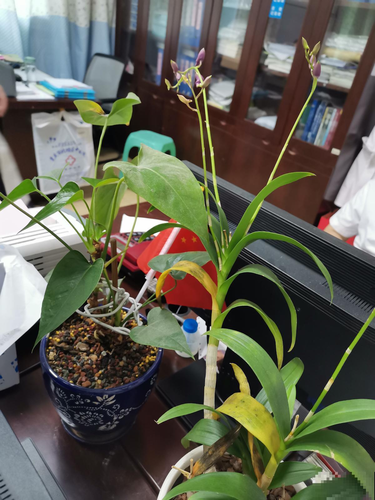秋冬养花有窍门，注意这几点，养出来的花惊喜多多