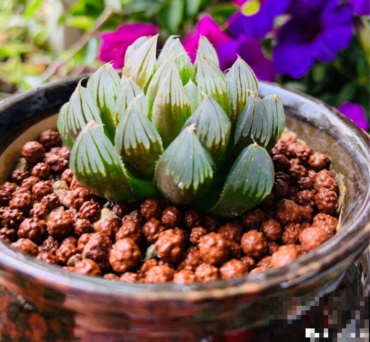 这花就得虐着养，套个袋子捂一捂，揭开立马冒花苞！