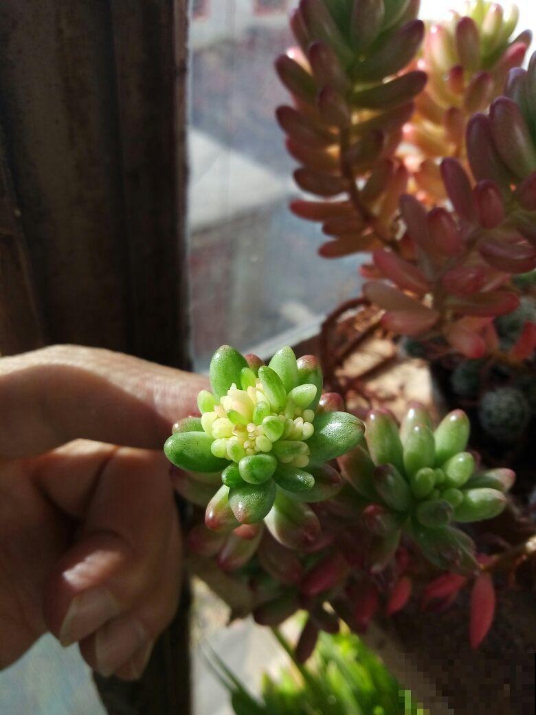 这花喜欢淋雨，越淋越好看，真奇怪