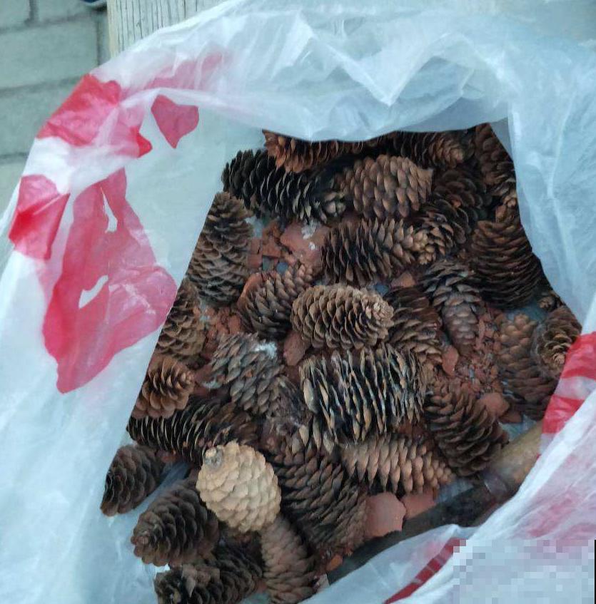 这种土继续用，小心接着烂根，被怪没提醒！