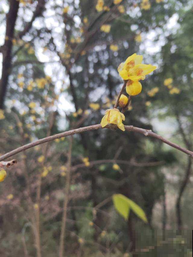 这花很好养，半月施1次肥，花期长达半年