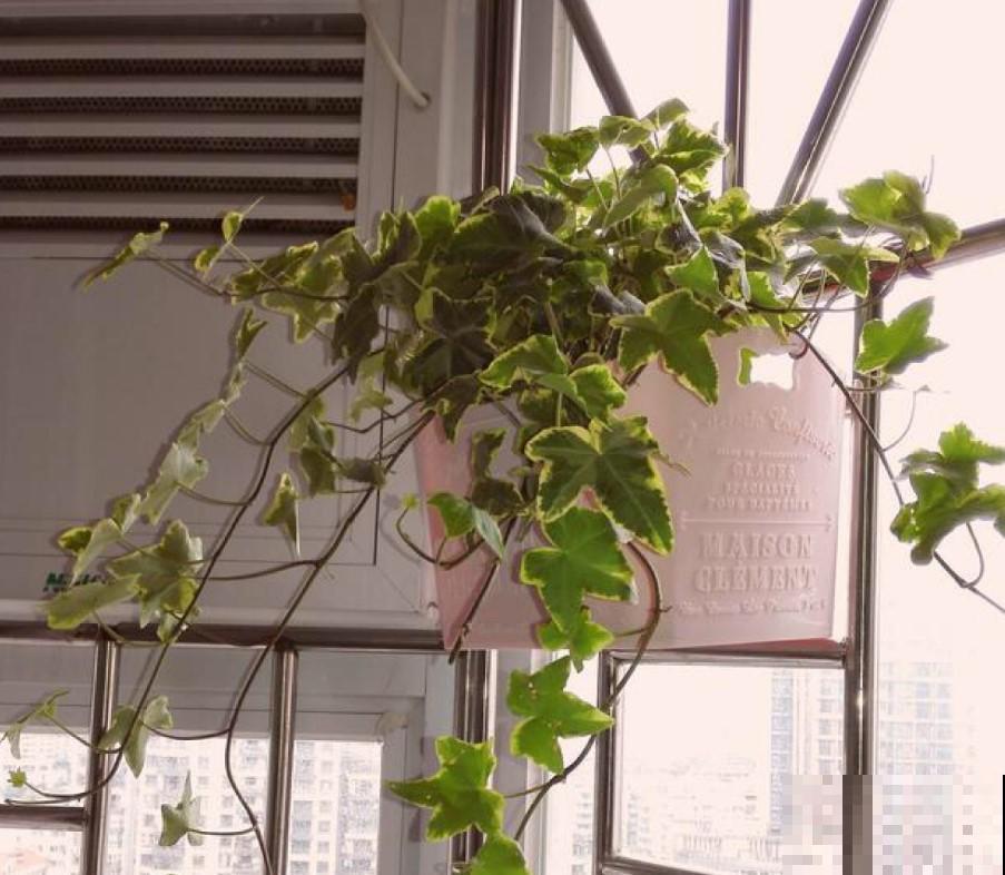 冬季养点吊盆花，选这5种，一个月就能长爆盆！