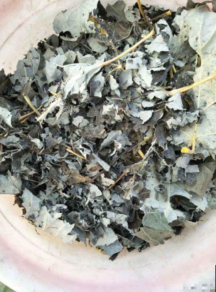 这花就得虐着养，套个袋子捂一捂，揭开立马冒花苞！