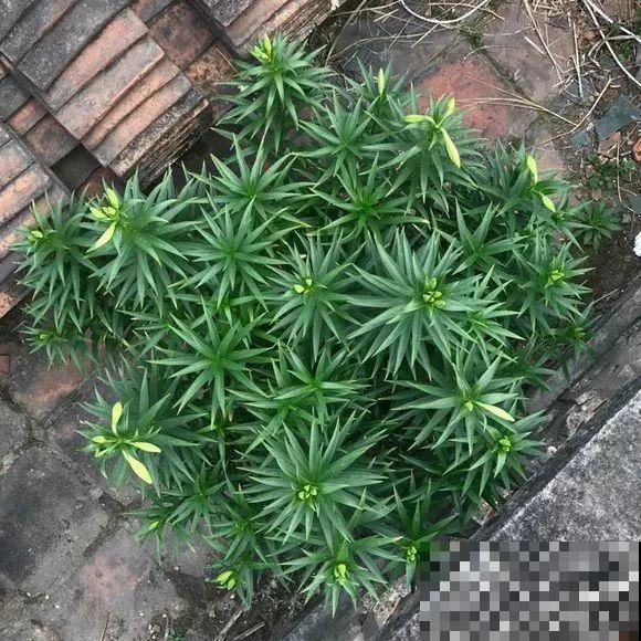 开败的百合这样一处理，能长一缸的小球，花盆都不够用！