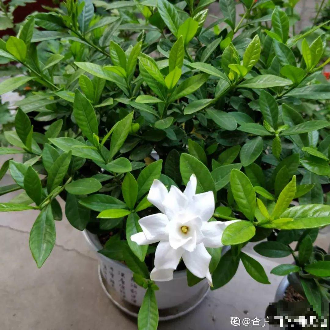 这6种花快施肥，根壮叶绿，还能提早开花！
