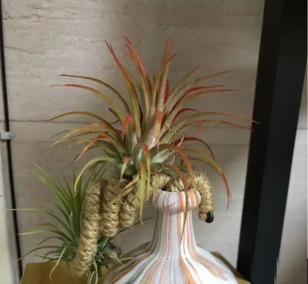 4种花不能用土养，一浇水就烂根，后悔都来不及！