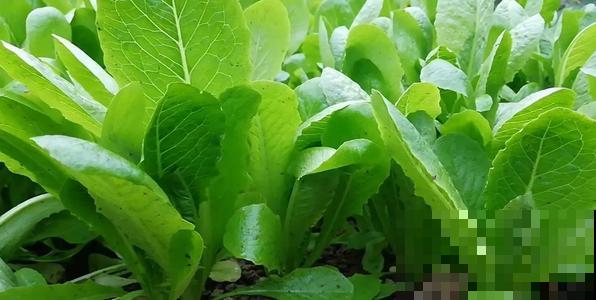 养护越冬蔬菜用这仨妙招，明年开春立马就能吃，柔嫩健康又省钱