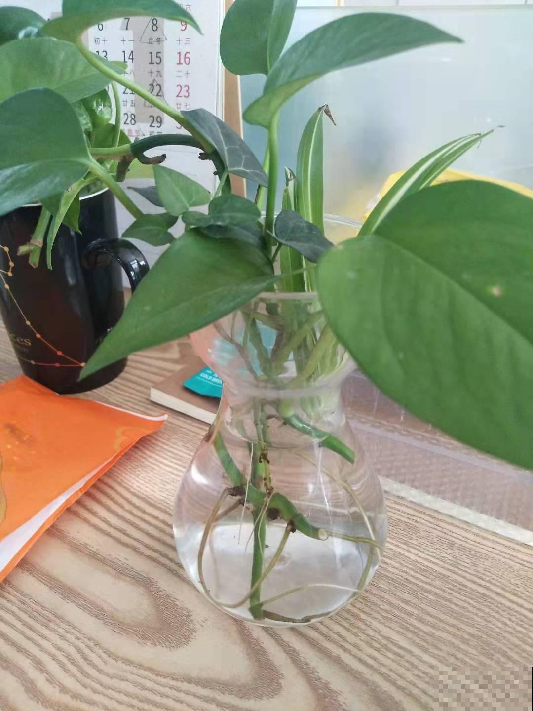 分享养绿萝小经验，回家也这么干，绿萝两周就发芽！