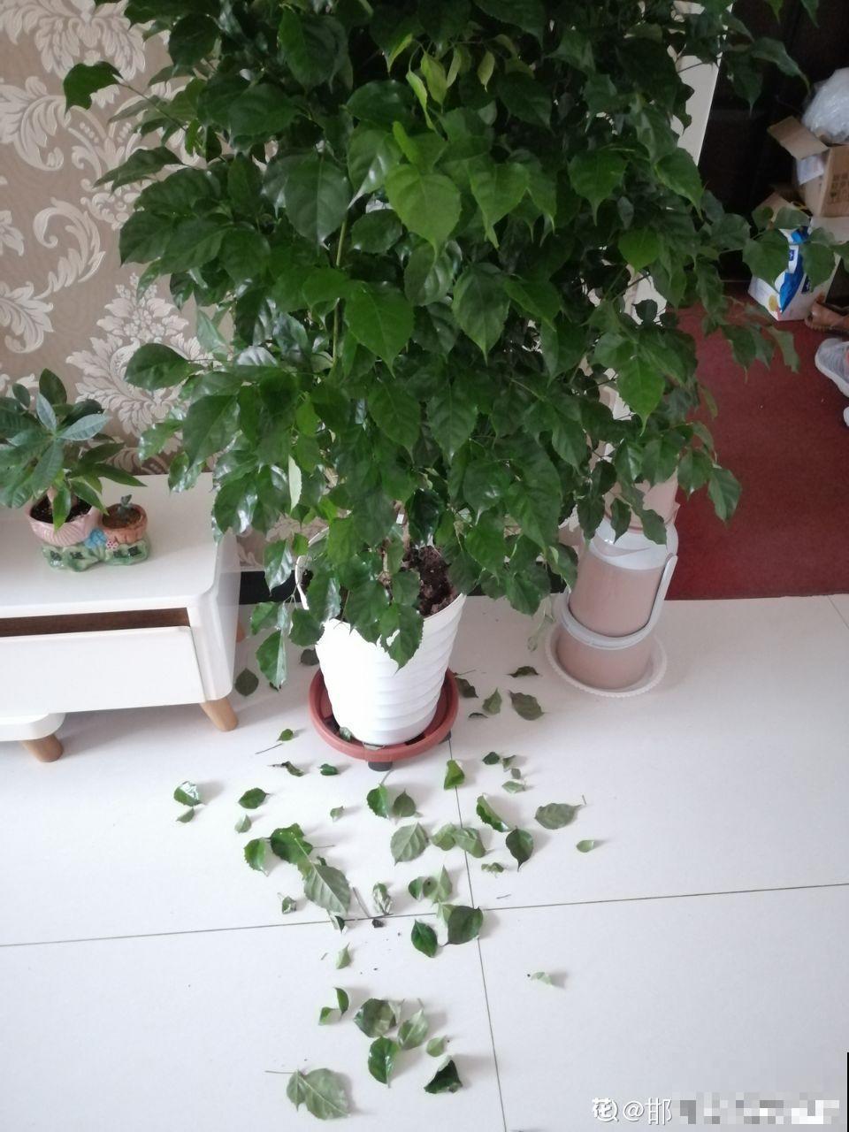 秋冬养花，这种水就别再浇了，不然叶子发黄还哗哗掉！