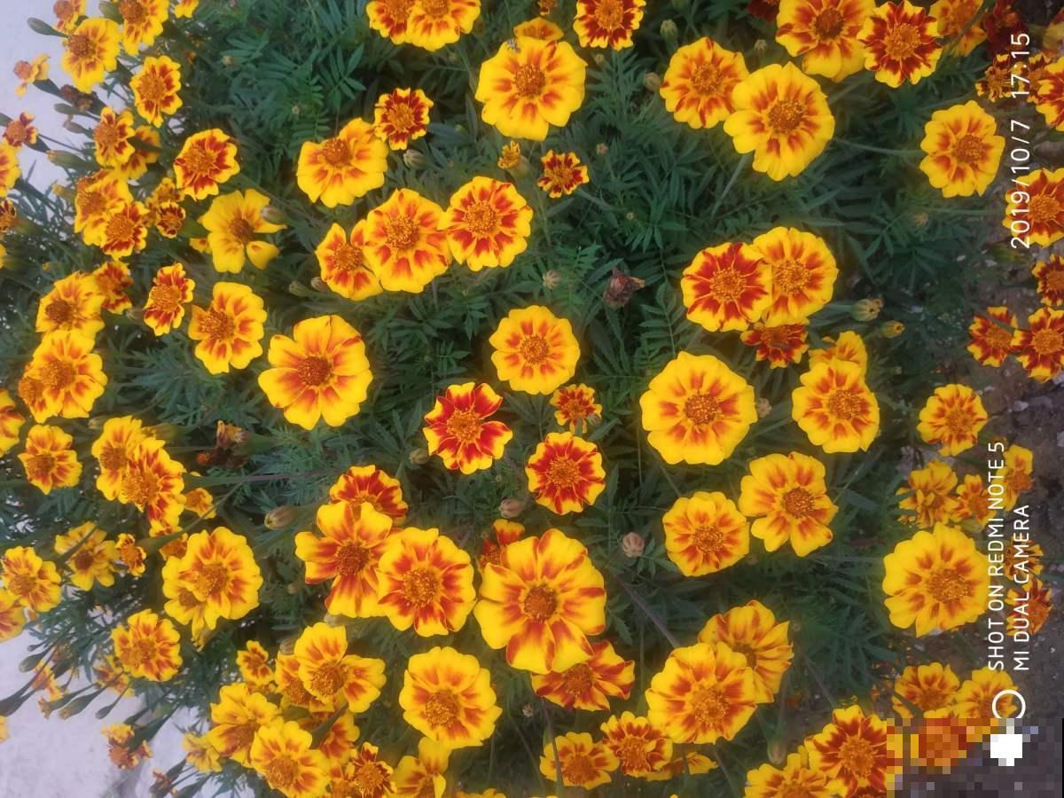 这花可真抗冻，从现在一只开到明年春，播种60多天就开花！