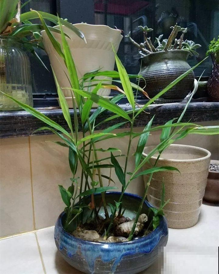 发芽的土豆先别扔，切块埋土里，仨月收获一箩筐！