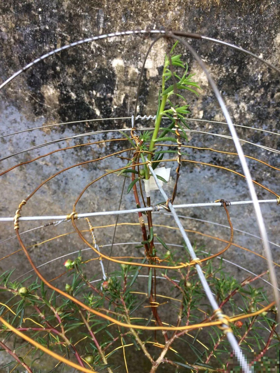 太阳花在他手里，开成一个小花塔，给钱都不卖！