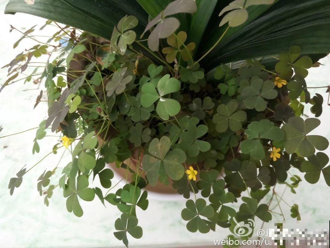 水培瓶里能养小鱼？别惊讶，还有养龙虾的呢！