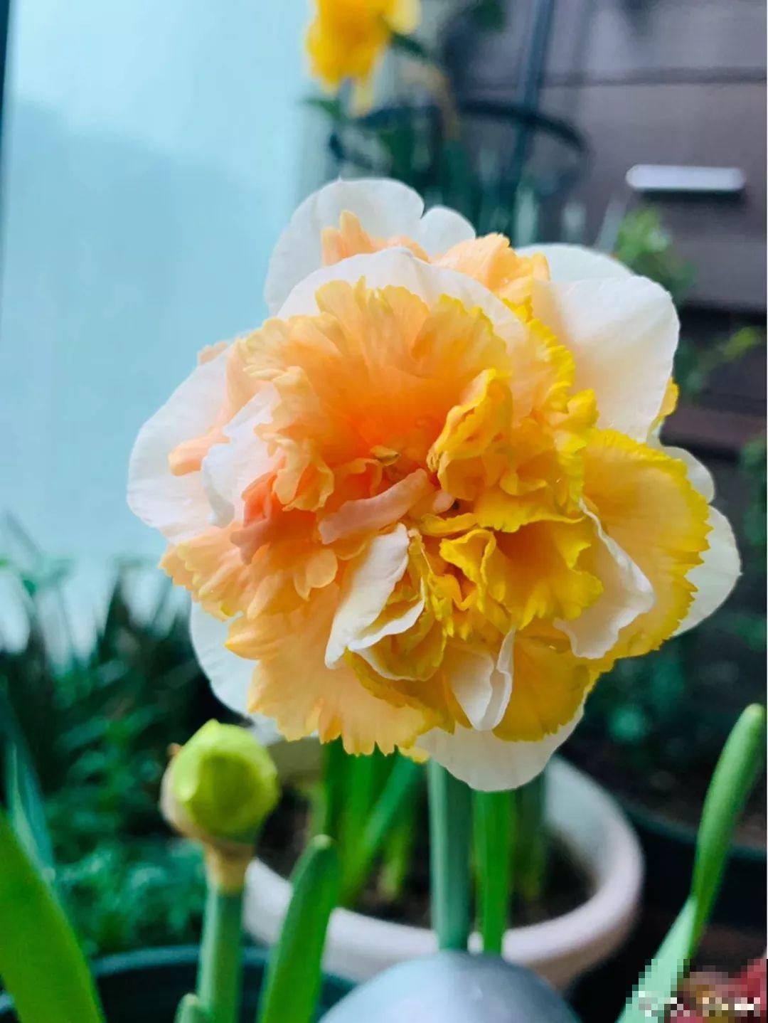 7种转运花，年底在家养一盆，开花就是好兆头！
