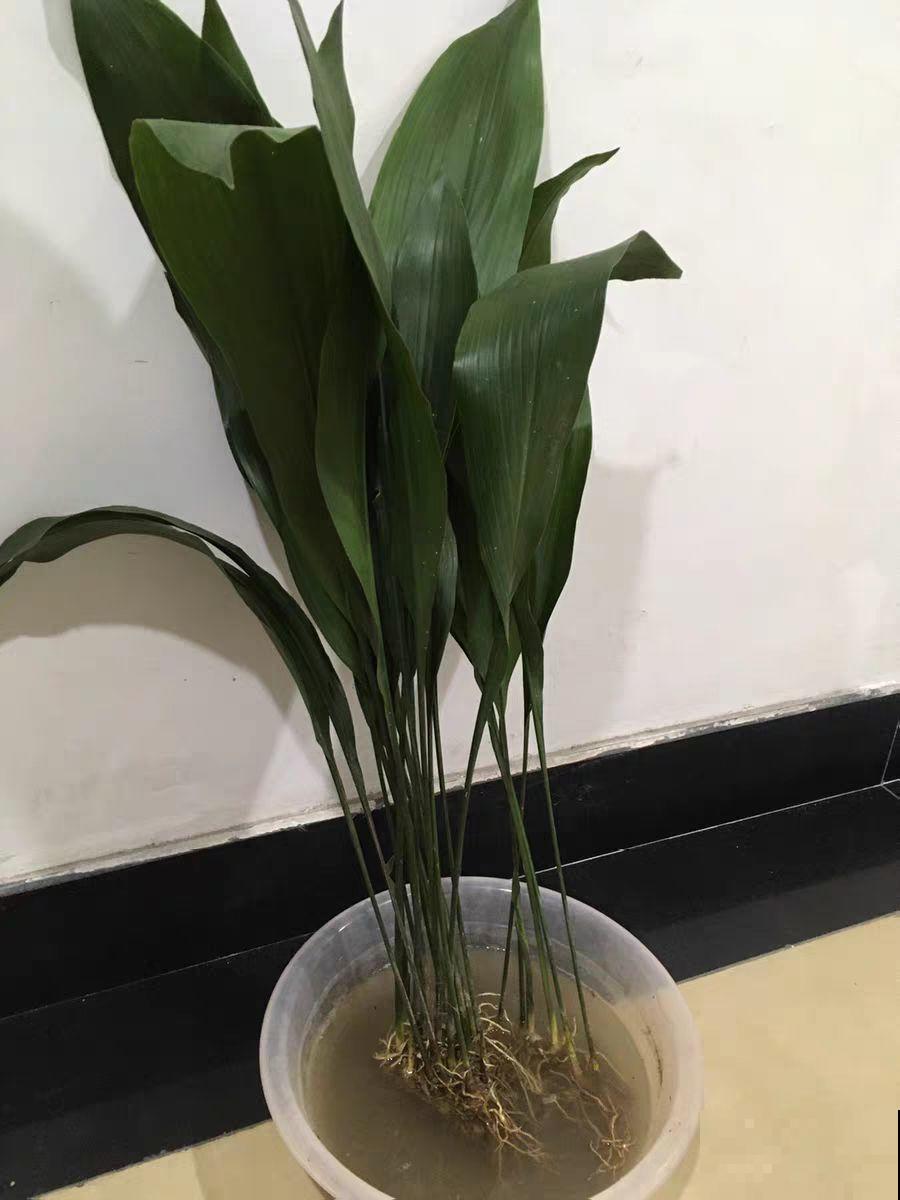 平时丑到没人看得花，一开花就惊艳，长得像只小蜘蛛！