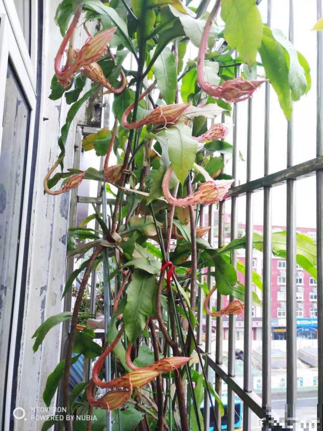 这6种花快施肥，根壮叶绿，还能提早开花！