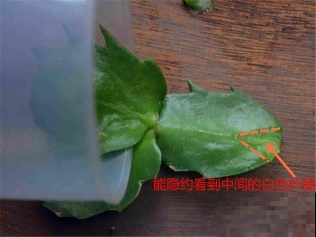 这3种花超耐旱，半个月不浇水，反而开花更多