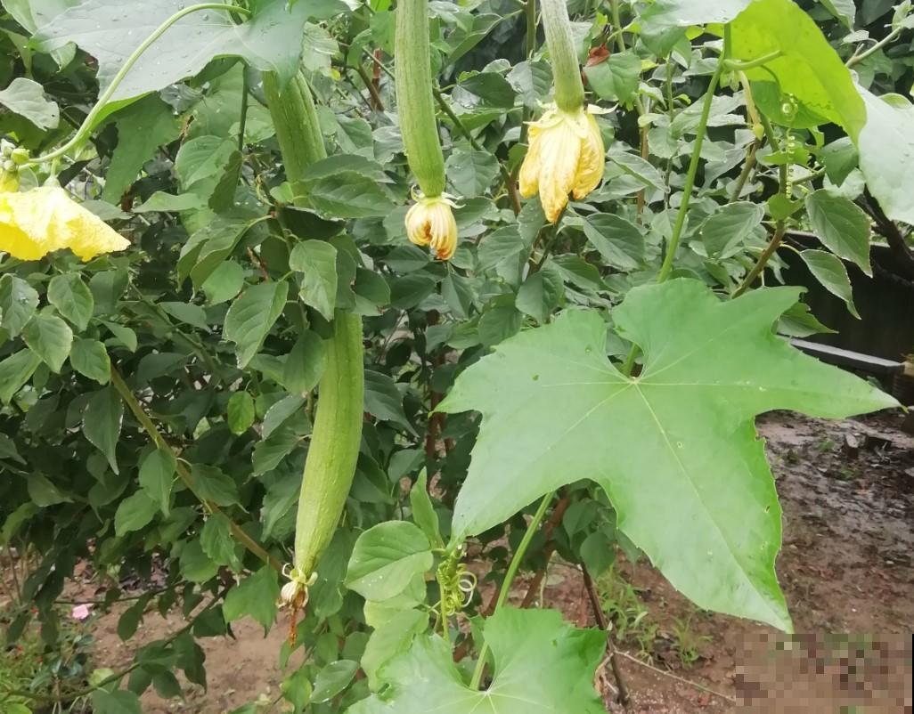 没有蔬菜吃，种点丝瓜，还能刷东西！