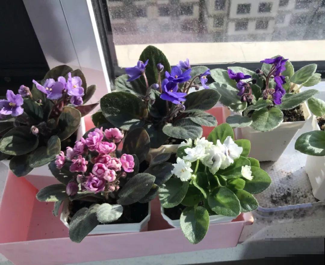 耐阴花就选它，占地小开花多，摆在家里很精致！