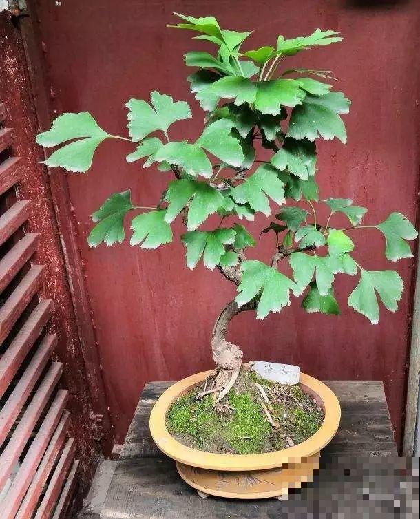 5种花，养个几十年没问题，枝干长得胳膊粗！