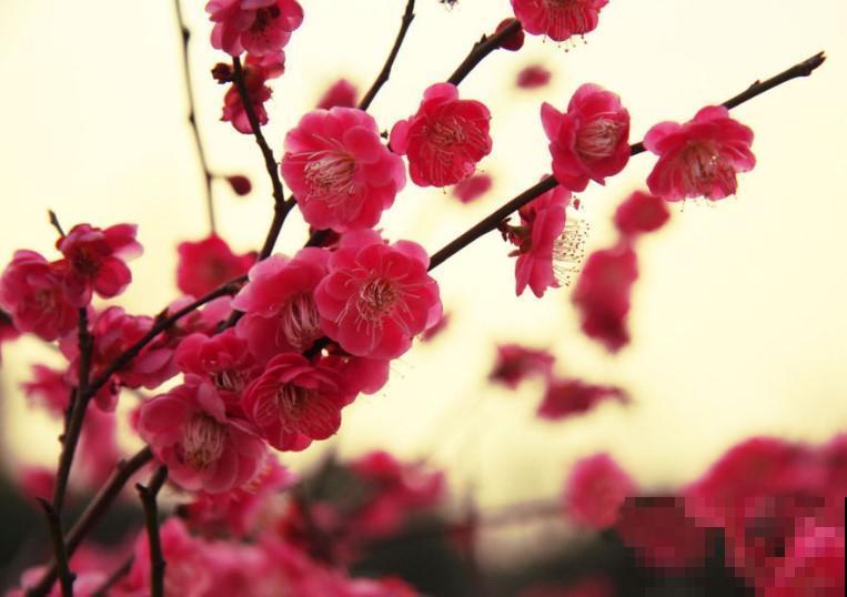 过年养个红颜色的花朵，红火又喜庆，越养越喜欢！