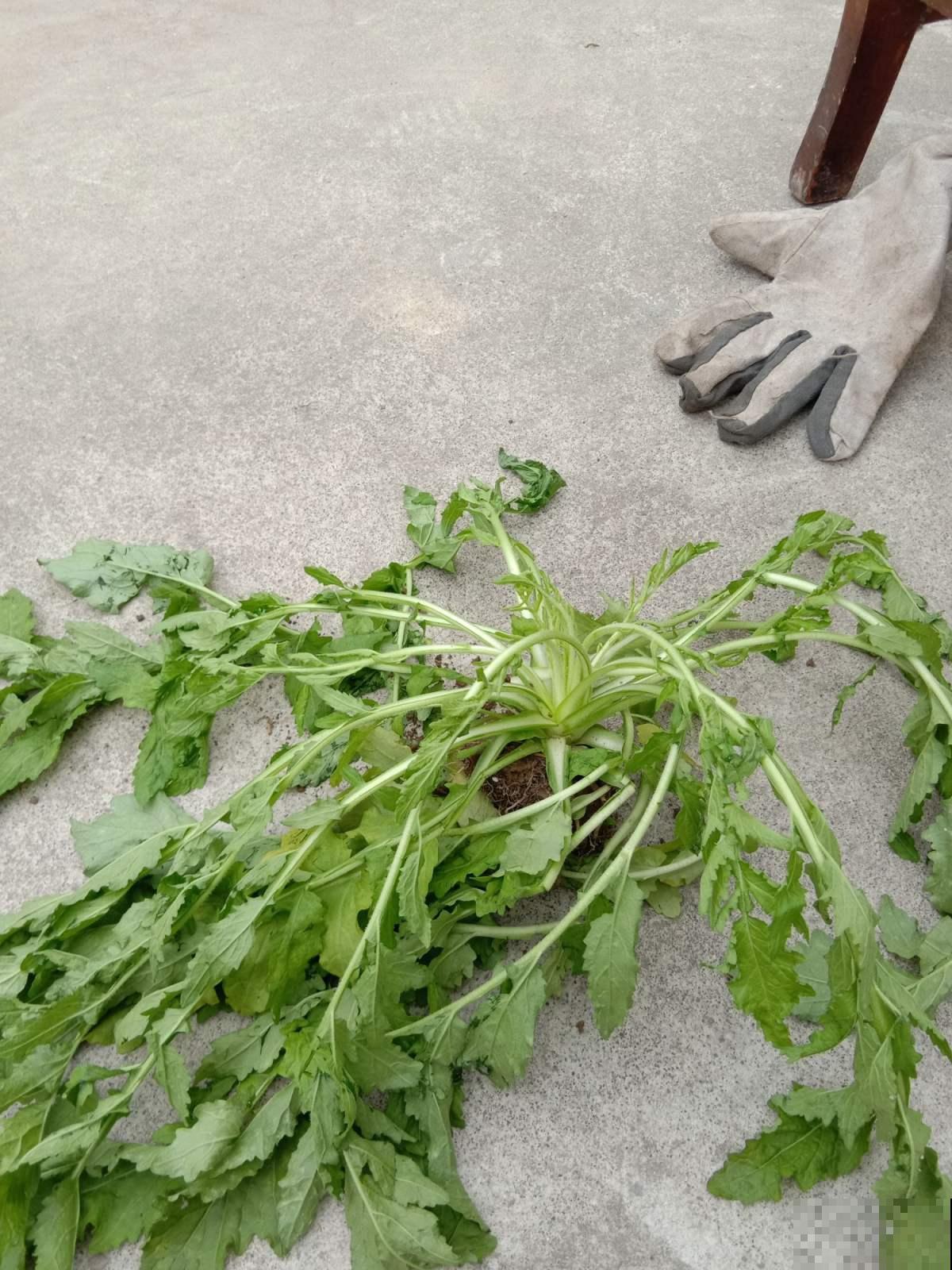 她家阳台种萝卜收了两麻袋，剩的这东西能吃还能做营养土，太值了