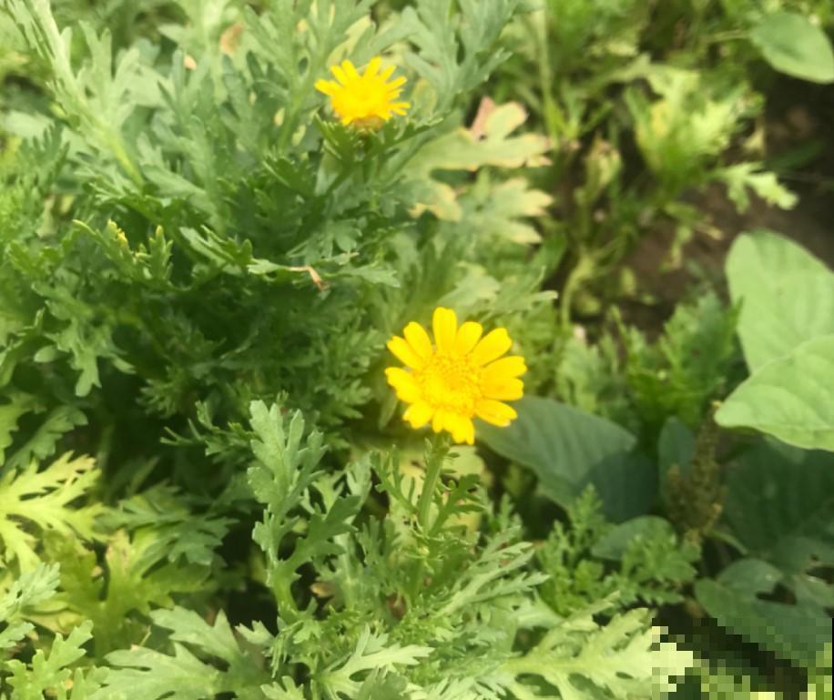 在农村真是好，想吃啥小菜就种点，根本不愁没菜吃！