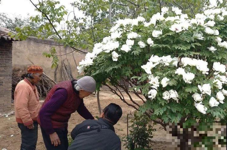 这8种花，养养就成巨无霸，3个大汉都搬不动！